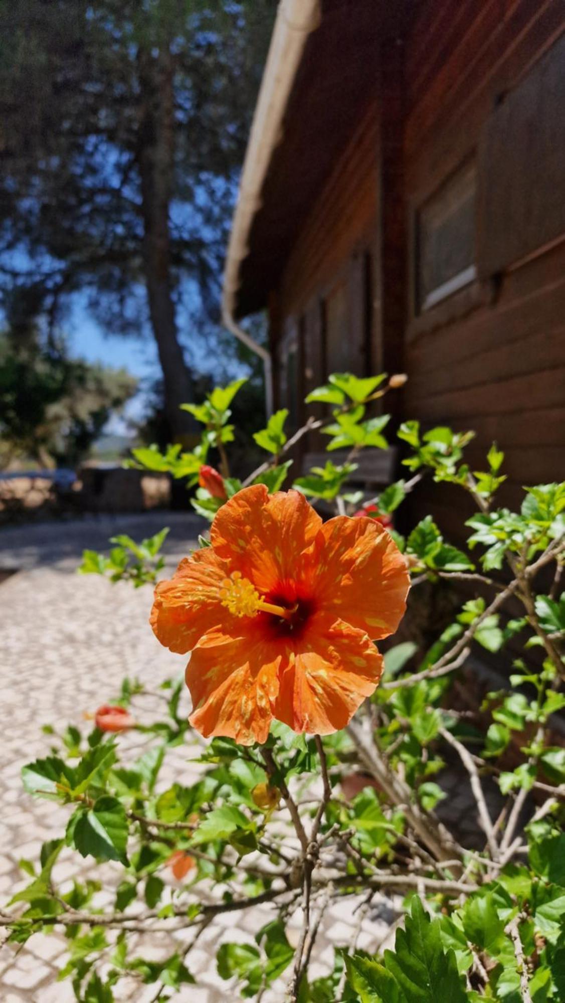 Chalet Villa Mosquito 실베스 외부 사진